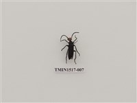 藏品(鞘翅目(三))的圖片